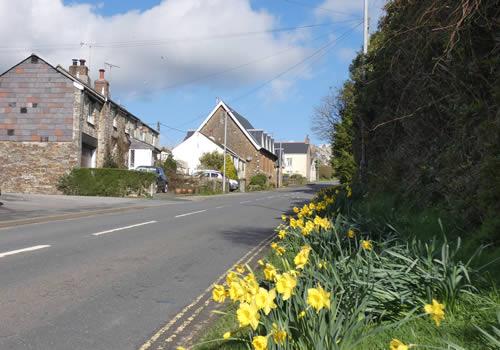 Photo Gallery Image - Daffodils blooming in Pelynt village
